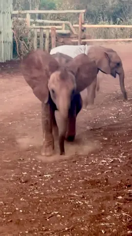 We caught Muridjo at the tail end of a tumble — and, as you can see, she was pretty embarrassed! To cover her humiliation, she proceeded to charge around the Nursery compound. Fellow rescued orphans, Mzinga, Nyambeni, and Weka quickly came over to investigate, curious as to why their friend was kicking up such a fuss. All credit to Muridjo, as she did an excellent job of redirecting everyone’s attention. Muridjo is one of the latest additions to our orphan herd. You can read her story at sheldrickwildlifetrust.org (link in bio) #elephants #wildlife #nature #animals #conservation #embarrassingmoments #babyelephants #kenya #sheldricktrust #animalrescue #drama