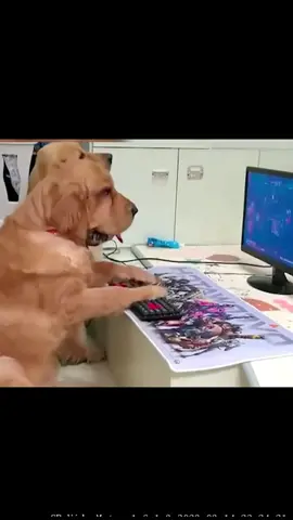 #pet #dog #cute #play #computer #foryou #tiktok 