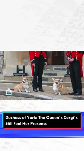 Sarah Ferguson, the red-headed rebel of the Royal Family, sat down with DBL to talk about her new novel and all things royal. She was given Queen Elizabeth’s corgis after she passed away in September 2022. While she was on the show, we had to ask her about the Queens’ Corgis and how they are doing. #royalfamily #queenelizabeth #royalcorgi #corgis #queenelizabethcorgis #duchessofyork #sarahferguson 