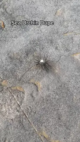 What in the animal planet is going on ?#weirdthings #dupe #landurchin 