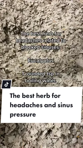 Eucalyptus is the best herb for headaches and sinus pressure 🌱 #eucalyptus #plantmedicine #holisticmedicine #herbalism #herbalmedicine #botanicalmedicine #organicherbaltea #headacherelief #witchtok
