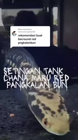 Membalas @monasmusytaqilaik #pangkalanbun #marured #maruredpangkalanbun 
