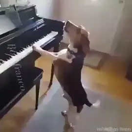 شوف 