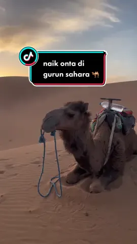 naik onta di gurun Sahara ceeek 🐫🌵 #camel #sahara #morocco #fyp #fypシ 