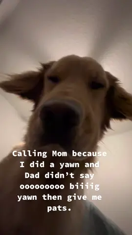 Biiiig yawn! #dogsoftiktok #bigyawn #callingmom #goldenretriever #viral 