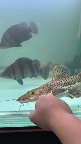 Leopard Catfish SHORT BODY  #predatorgo #Vlog #dailyvlog #ikanpredator #ikanhias #exoticpets #predatorfish #tokoikan #ikanpari #ikanpari #ikanlele #monsterfishkeepers #ikanhiasairtawar #ikanhiassurabaya #ikanviral #ikanexotic #exoticpets 