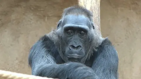 Feel so lonely 😕😕#animalsoftiktok #monkeyvideos #chimpanzees #animals 