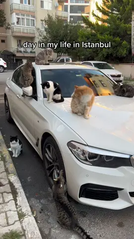 a normal day 🐾 #istanbul #catsoftiktok #catsinturkey #kediler #turkey #kedilerindünyası #turkiye #kedilerim 
