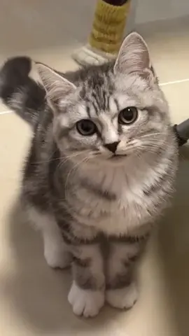 #pet #cat #fyp #fun 