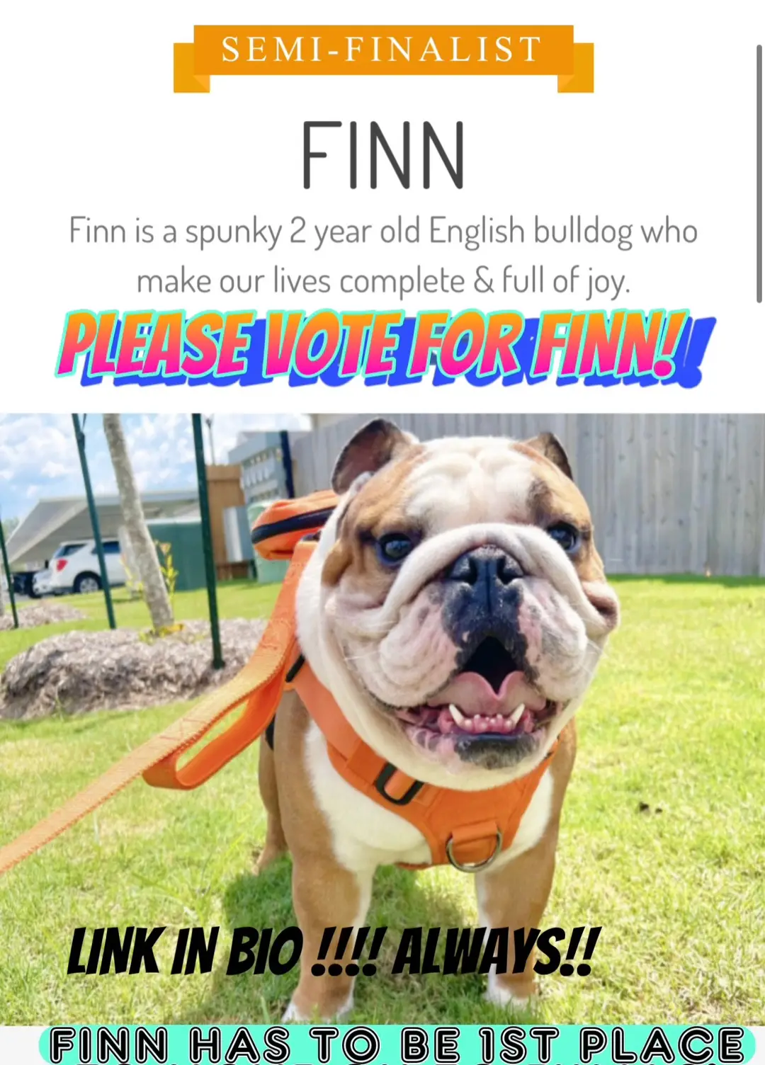 Link in bio!! PLEASE!!! Hes in the running for #americasfavoritepet he is currently 2nd place only 32 hours left until we can get finny to finals! 🙏🏼💕🐾 #englishbulldog #dogsoftiktok #bentleyandfinn #dogmom 