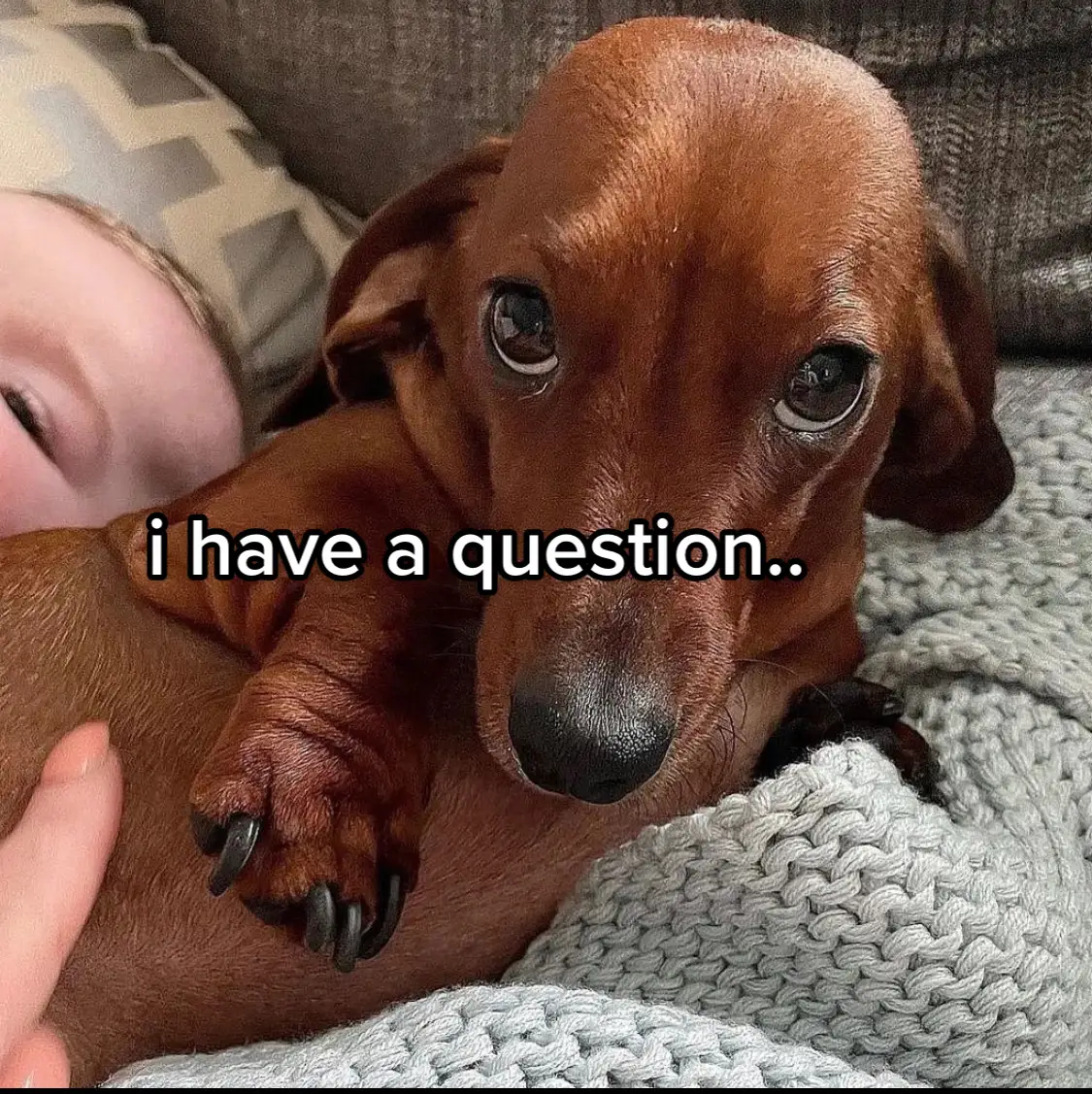 yes or yes? #w#wienerdog0#05picsm#marryme?m#marrymes#spoilyour#richdogd#dogloverd#dogloversf#fyp