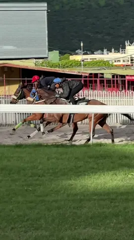 ✨ Training - 14 March 2023  #horseracingrc7 #rc7horseracing #rc7horseracingphotography #rc7photography #horseracingphotography #nikon #nikonphotography #nikonphotographer #nikonhorsephotography #mauritianhorseracing #horseracing #jockey #jockeylife #horses #champdemars #internationalhorseracing #mauritius 