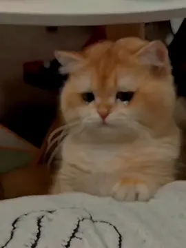 hôm nay tâm trạng bạn như thế nào #fyp #pet #cat #catsoftiktok #sad #tamtrang #buon #codon #noicodon #meme #funny #xhtiktok #dongvat 