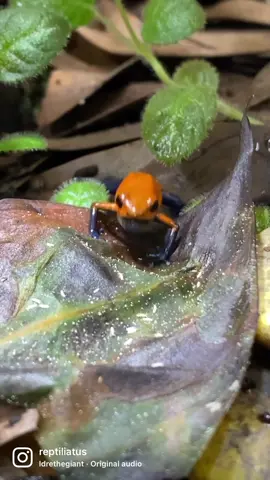 Oophaga Frank 🌊. With the new glass frog paludarium growing in nicely the last few weeks, there’s been tons of springtails (Collembola) colonizing the substrate/leaf litter. I figured I’d take a decaying leaf covered in them out of there to offer to my Nicaraguan blue jeans poison dart frogs 🐸👖 (Oophaga pumilio) since they LOVE eating springtails! My female came out of her coconut hut to enjoy the snack but it seems that her mate was too shy this time! Maybe he’ll join in the next feeding! • #reptiliatus #frog #pet #amphibian #reptile #poisondartfrog #oophaga #oophagapumilio #bluejeansdartfrog #herpetoculture #tiktok #viral #foryou #LearnOnTikTok #strawberrypoisondartfrog #poisonfrog 