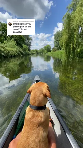 Replying to @Veronika K i might have to do a part 2 on this one 🍃🛶🪴ALSO before the karens come at me, dog lifejackets are recommended for training i forgot to mention, they both usually have it on 👍🏼#fyp #dogsofttiktok #labrador 