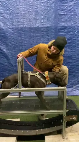Fhk Embolo (FHK Borgia & Fhk/Garner’s Elmo II)  treadmill training, the treadmill is powered by a dog - it is not electric.  The dog runs and stops when it wants to #foresthillkennel #americanpitbullterrier #truepitbull #realpitbull #adba #workingdog #apbt ##adbaworkingpitbulldog##pitbull##gamedog##pitbullterrier#p#pitbulls_officiala#adbaapbtc#chinamant#treadmilldog