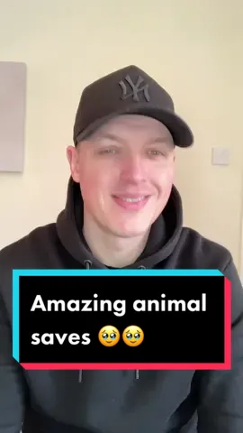 Amazing animal saves caught on camera 😳🫣 the last clip OMG🥹 #fyp #foryoupage #lucky #hero #animals #dog #reaction #amazing #how #wow #xyzbca #viraal 