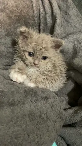 My name is Rocky and i am a Selkirk Rex! 5 weeks old. #SeeHerGreatness #curlycat #curlycats #selkirkrexlonghair #selkirkrex #selkirkrexcat 