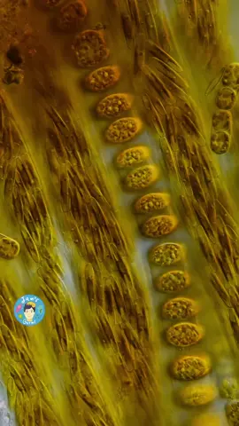 Tube-dwelling diatoms from Iceland.  I cannot express how much love I have for them. They form these thin but very long tubes and move back and forth inside by the thousands. Tubes protect them from diatom grazers and lift them from the substrate surface so they can get more light.