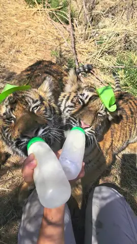 Throw back of the cubs drinking on St. Patty's Day last year. have a safe and happy St. Patrick's Day tomorrow everyone! 