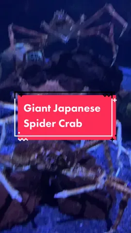 Behold, the majestic GIANT JAPANESE SPIDER CRAB 😮 #giantjapanesespidercrab #ocean #scaryseacreatures