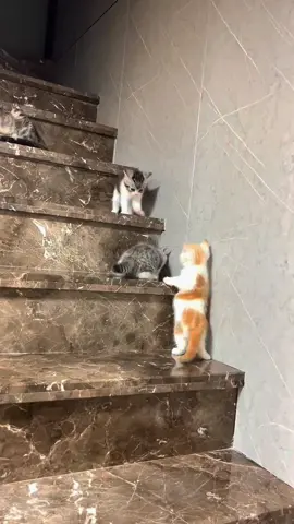 A series of bum-hit accidents#cute #cat #funnyvideos #kittens #accident #fyp #foryou 