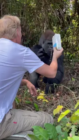 Damian Aspinall giving “Kebu” a gorilla he helped rewild some juice #damianaspinall #rewilding #gorilla 