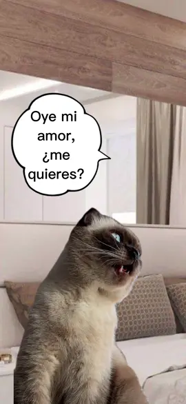 Oye mi amor, ¿me quieres? 🐈‍⬛🐈🤣🤣🤣#kokokotik #gato #chiste 
