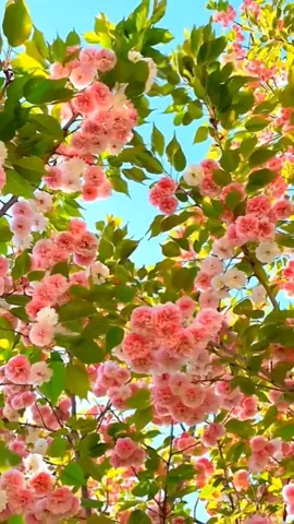 Spring appointment, flower is not wrong, year after year is not negative.#fyp #foryou #scenery #travel #flowers 