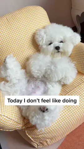 lazy Sunday 😴#bichonfrisé #bichonfrise #dogsoftiktok #fyp #puppy #fluffy #doodle #cutedog 