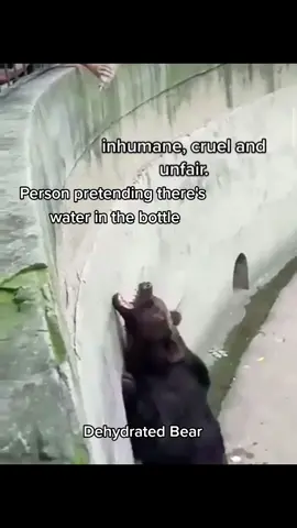 went to a zoo once as a kid, I grew up and wish they never took me, i wont be going again, not everything is how it seems when you go, it's cruel what they do to these animals and the restrictions they put on them #fyp #heartbreaking #thirsty #bear #shameonyou #sad #animals #animallover #clips #share #viral #xyzbca #foryou #foryoupage 