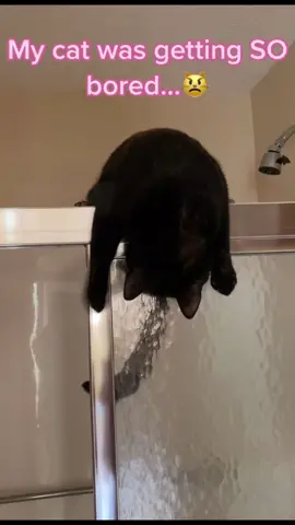 The best cat toy of 2023🤯😻 #cat ##cattok##fyp##catsoftiktok##catlover##kitty
