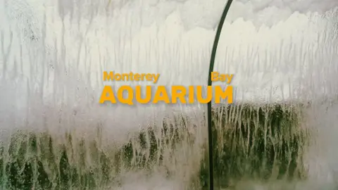 My favorite #aquarium of all time #cinematic #cinematography #videography #montereybayaquarium 