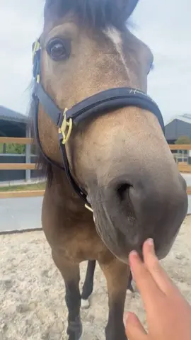 What a cheeky horse 🤪 (Credit - Lotje Ziere) #fyp #fypage #horse #horses #animal #animals #cheeky #funny #farm #farmanimals #viral #tongue #cute