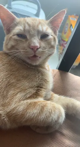 #orangecat #catsoftiktok #cat #fat #fyp 