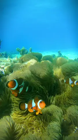 Swimming with Nemo - El Nido‘s Underwater Wonderland 😱🐠🌊🐚🦀 #philippines #elnido #palawan #islandlife #islandvibes #tropicalparadise #backpacking #findingnemo #travelphilippines #islandparadise #beautifuldestinations #tropicalvibes #exploreelnido #naturelovers #droneflight #droneshot #oceanview #lagoon #underwater #snorkling 