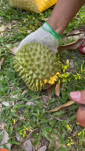 Cơm sầu riêng miền tây dậy cắt được rồi hén ae 🤣 #sầuriêngri6 #miềntây 