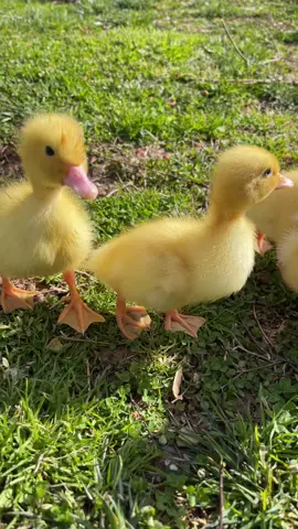 Our new little babies 💛💛💛💛💛💛 They are only 2 days old 🥺🥺🥺 #ducks #ducklings #cute #yellow 