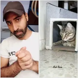 amazing #cat #catsoftiktok #cats #animal #animals #foryoupage #shorts #daikhدیکھ #viral #arab_bhai #tranding #short #foryou 
