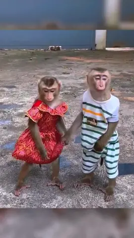 How cute are those two monkeys holding hands? # monkey 🐒# Holding hands # Cute ☺# adorable