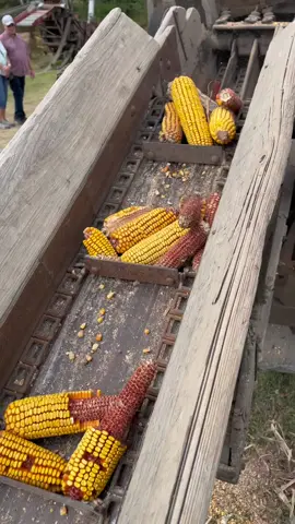 #antiquetractortok #tractors #foryoupage #fyp #fypシ #farmer #foryou #tractor #history #farmlife #corn #sheller #chicken #feed #food 