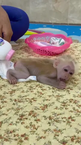 Monkey Baby Cute My #thucungvuinhon #thucung #thucung🔔 