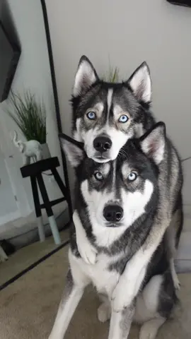 The end result gets me every time 😭 #huskies ##huskylife##dogsoftiktok##viraldogs##doglife##dogsvideo##husky##viraldog##talkinghusky