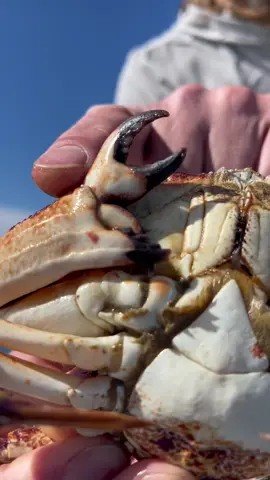 Crazy Crab With Three Claws! #ghof #guyharvey #turnthetides #crab #crabs #rockcrab #stonecrab #fish #fishtok #fishing #fisherman #sea #natgeo #nationalgeographic #fyp #sustainable #foryoupage #ocean #friendliestcatch #fishingtiktoks #santacruz #fishcontent 