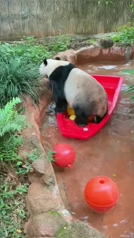 He’s so angry because the boat couldn’t row, so he pulled it out.🐼😅#panda #pandaexpress #pandasoftiktok #cute #funny #animalsoftiktok #fyp #foryou 