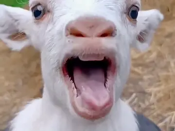 #sound #kambing #domba #wedus #lucu #funny 2023