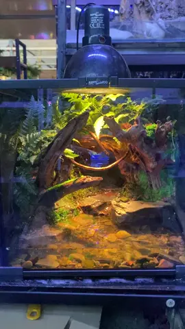 #GenshinImpact32 #fyp #foryou #foryoupage #Landscape in a fish tank#Landscape art#handmade 