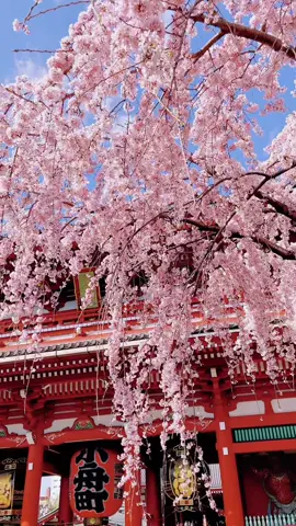 浅草寺｜満開の枝垂れ桜🌸すごくきれいだ！ Sensoji Temple｜a cherry tree in full bloom🌸 #桜 #春 #桜の季節 #早咲き桜 #枝垂れ桜 #浅草 #浅草寺 #カメラ女子 #撮影 #旅行 #日本旅行 #東京 #東京旅行 #sakura #travel #japan #cherryblossom #tokyo #asakusa 