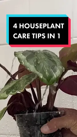 This 4-In-1 Care Tip will help keep your Houseplants Happy and Healthy.  #houseplants #plants #houseplantcare #houseplant #plant 