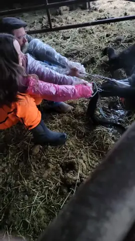 Lessons start before school on a ranch, Dad teaching the 12 yr old what to do when a heifer has trouble. #ranchlife#ranchkids#cowboys#cowkids#showthemtheway#futurevet